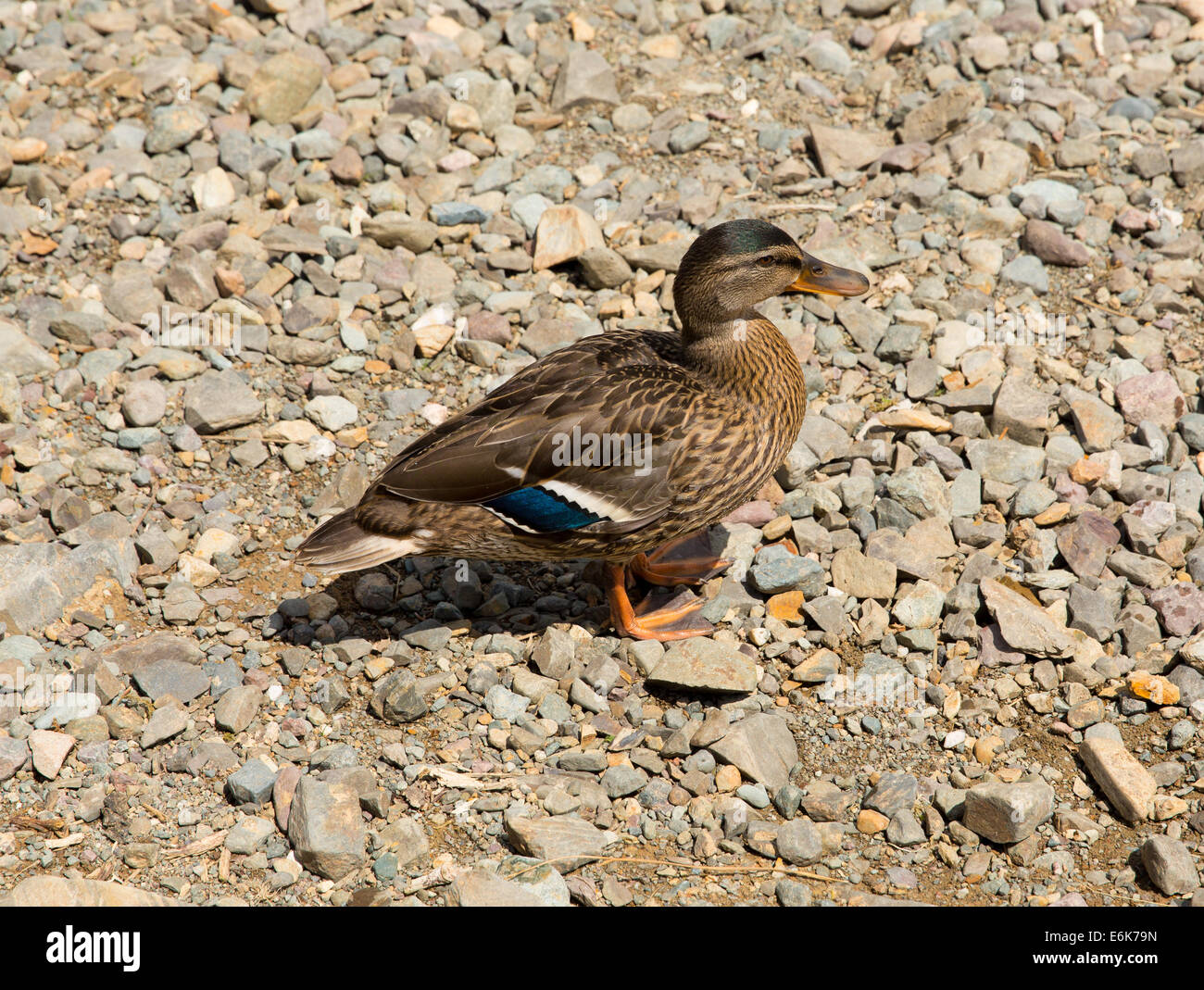 Mallard Ente blaue-weiße Markierungen Seenplatte Cumbria England UK Stockfoto