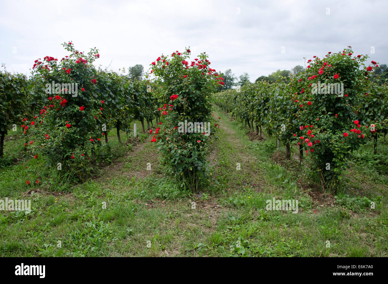 Rosen vor die Weinberge nahe dem italienischen Dorf Bornato, Franciacorsta Region, Lombardei, Italien. Stockfoto