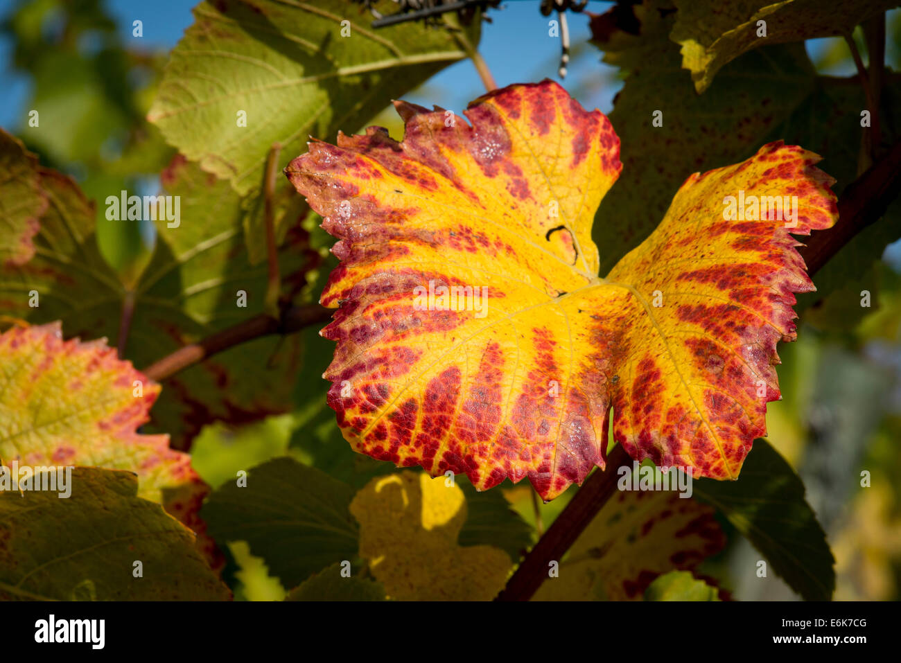 Weinblatt mit Herbstfarben am Rebstock, Baden-Württemberg, Deutschland Stockfoto
