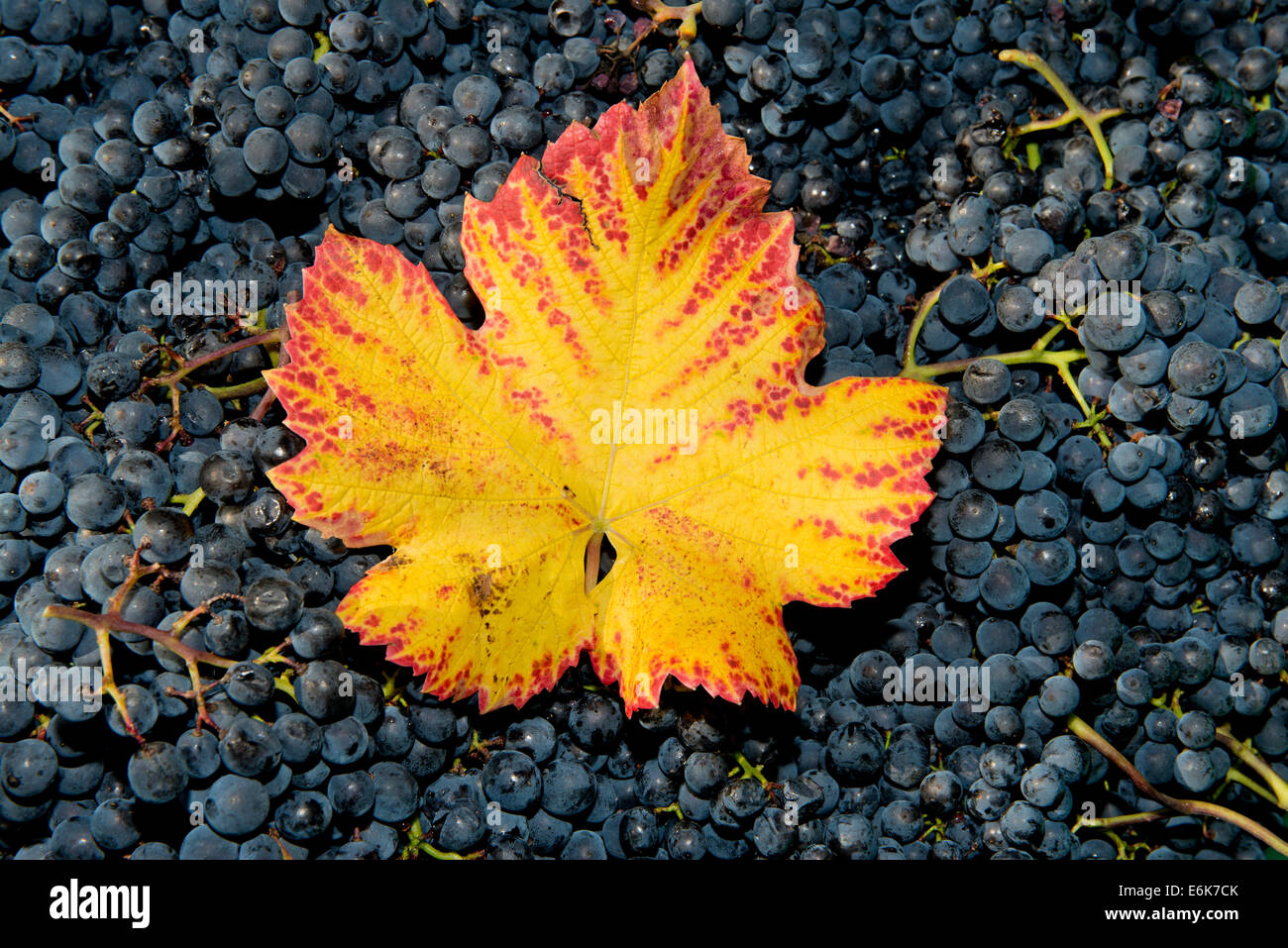 Weinblatt mit Herbstfarben auf Trauben, Baden-Württemberg, Deutschland Stockfoto