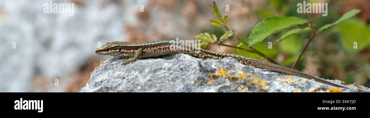 Horvath Rock Lizard (Iberolacerta Horvathi), Provinz Udine, Italien Stockfoto