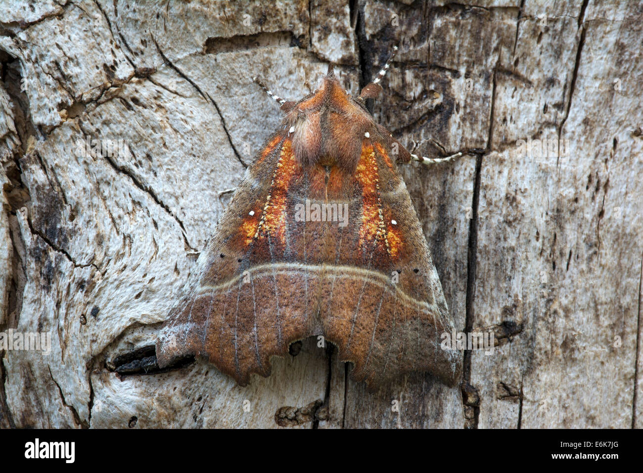 Herold Stockfotos Und Bilder Kaufen Alamy