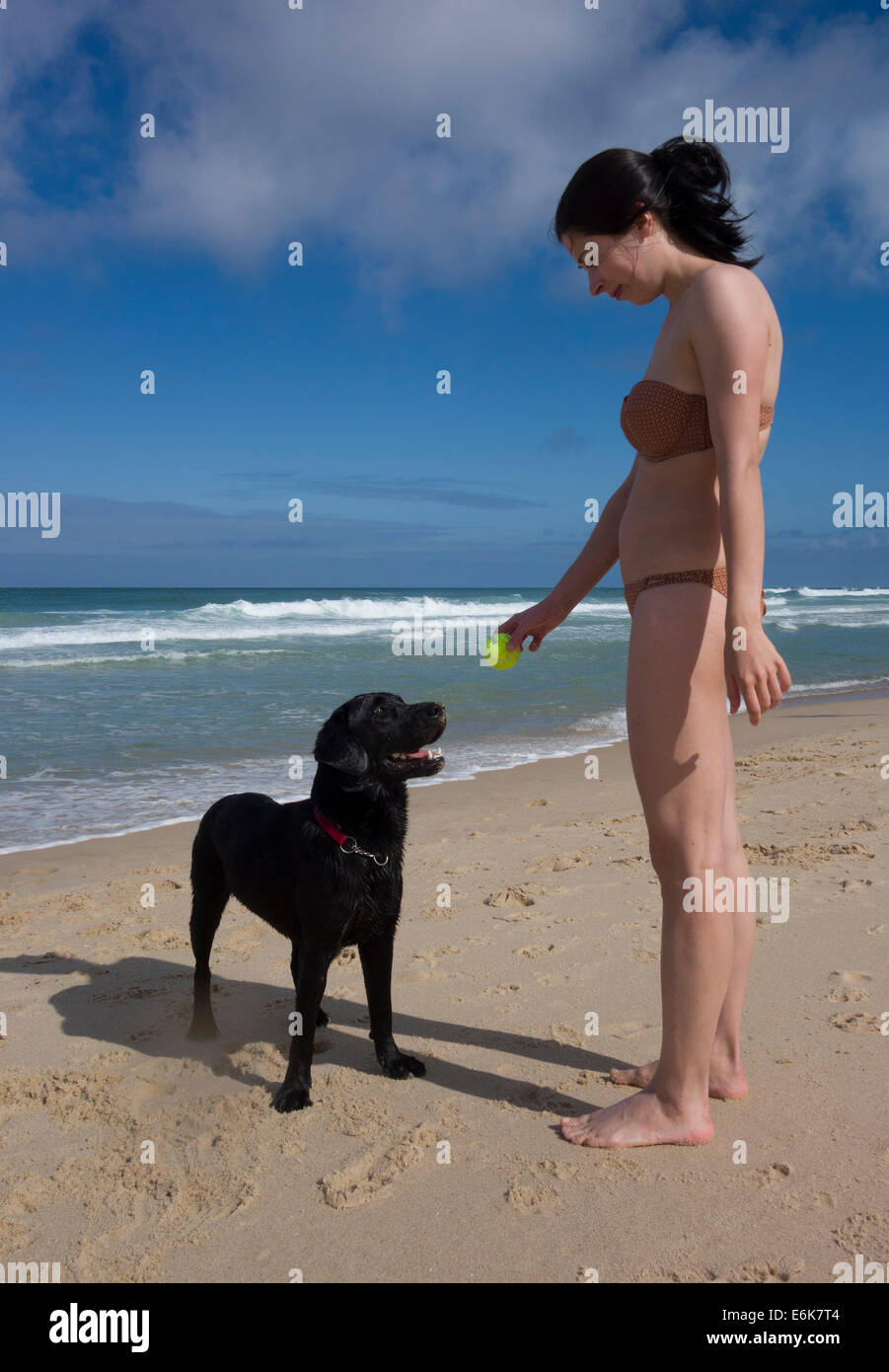 Junge Frau mit einem Tennisball spielen mit schwarzen Labrador Retriever Hund am Strand Stockfoto