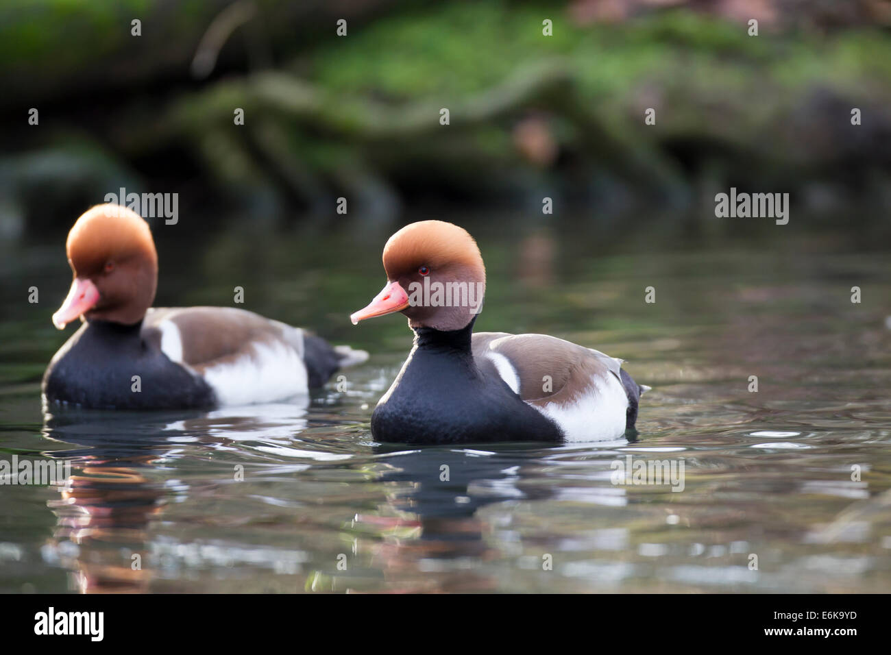 Kolbenente Netta Rufina rot-crested Tafelenten Stockfoto