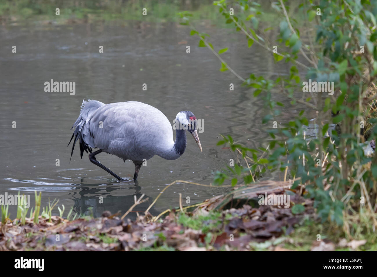 Gemeinsamen Kran eurasische Kranich Grus Grus Kranich Stockfoto