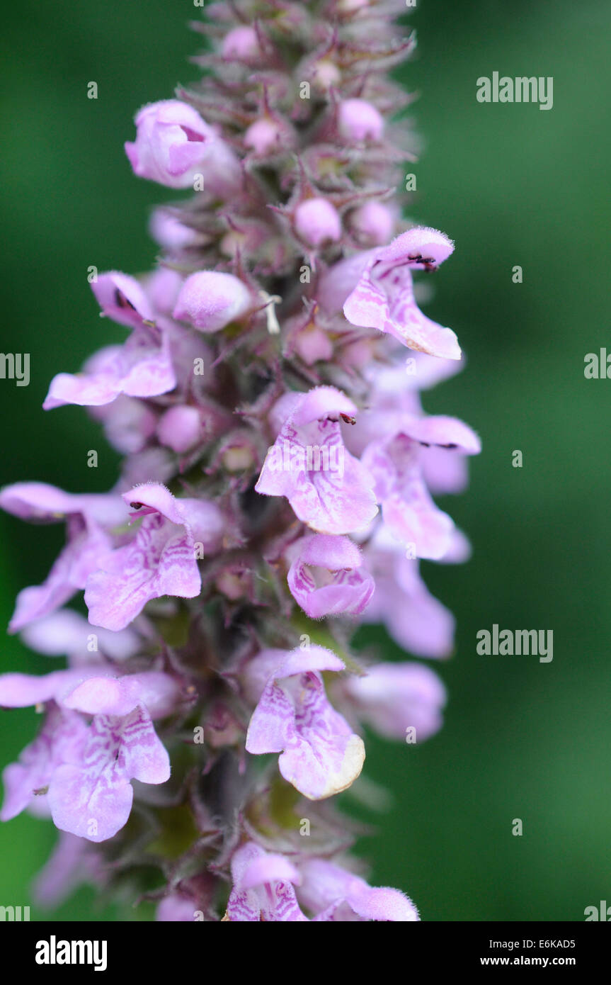 Ein Fingerhut - Digitalis Purpurea - am Whixall Moss in Shropshire Stockfoto