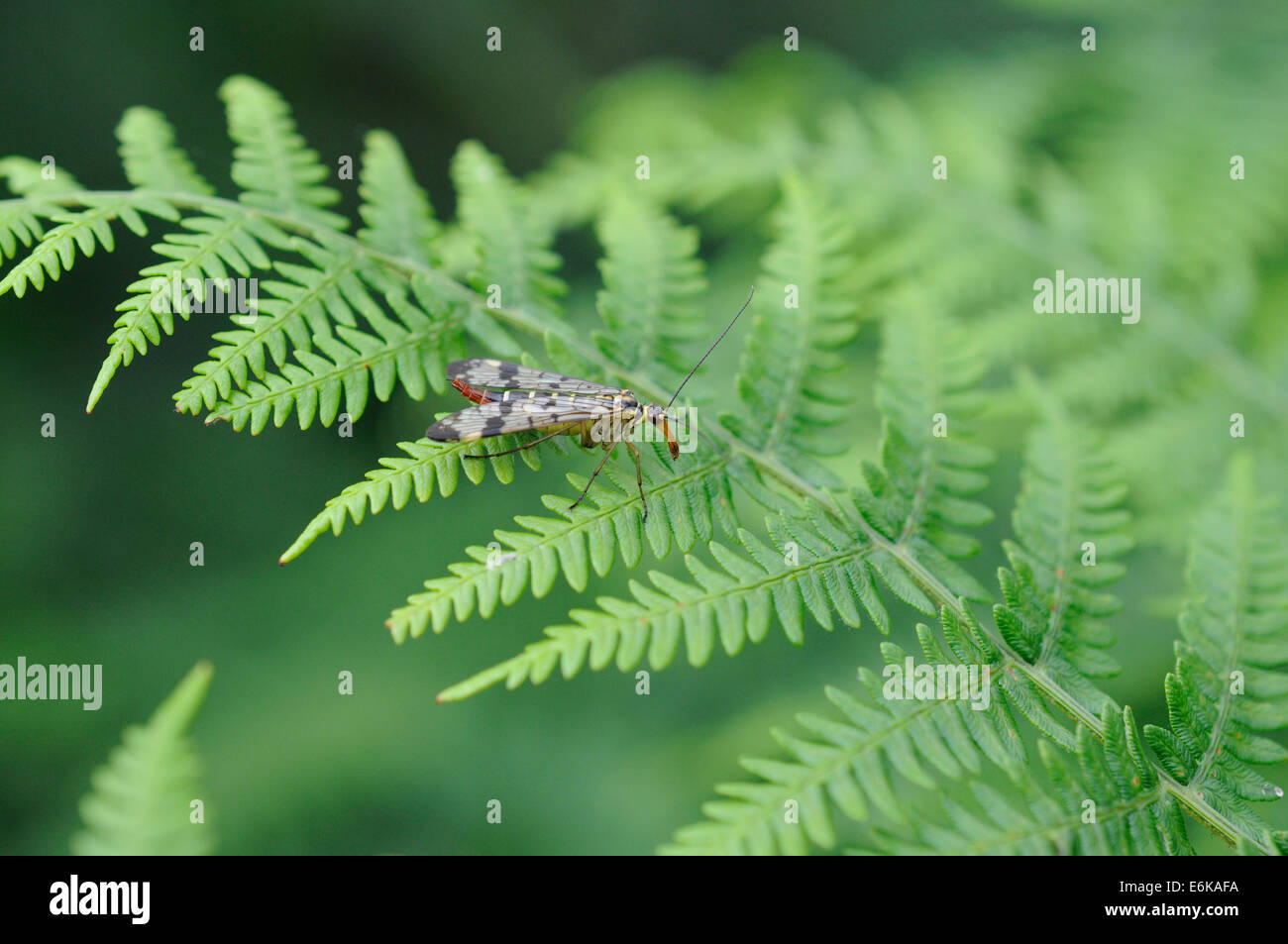 Ein Scorpion Fly - Panorpa Communis - auf ein Farn in Whixall Moss in Shropshire Stockfoto