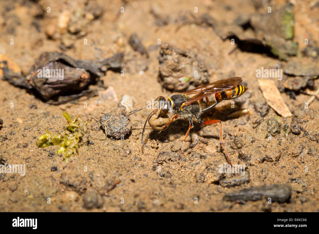 Sceliphron Curvatum Orientalische Mörtelwespe Stockfoto