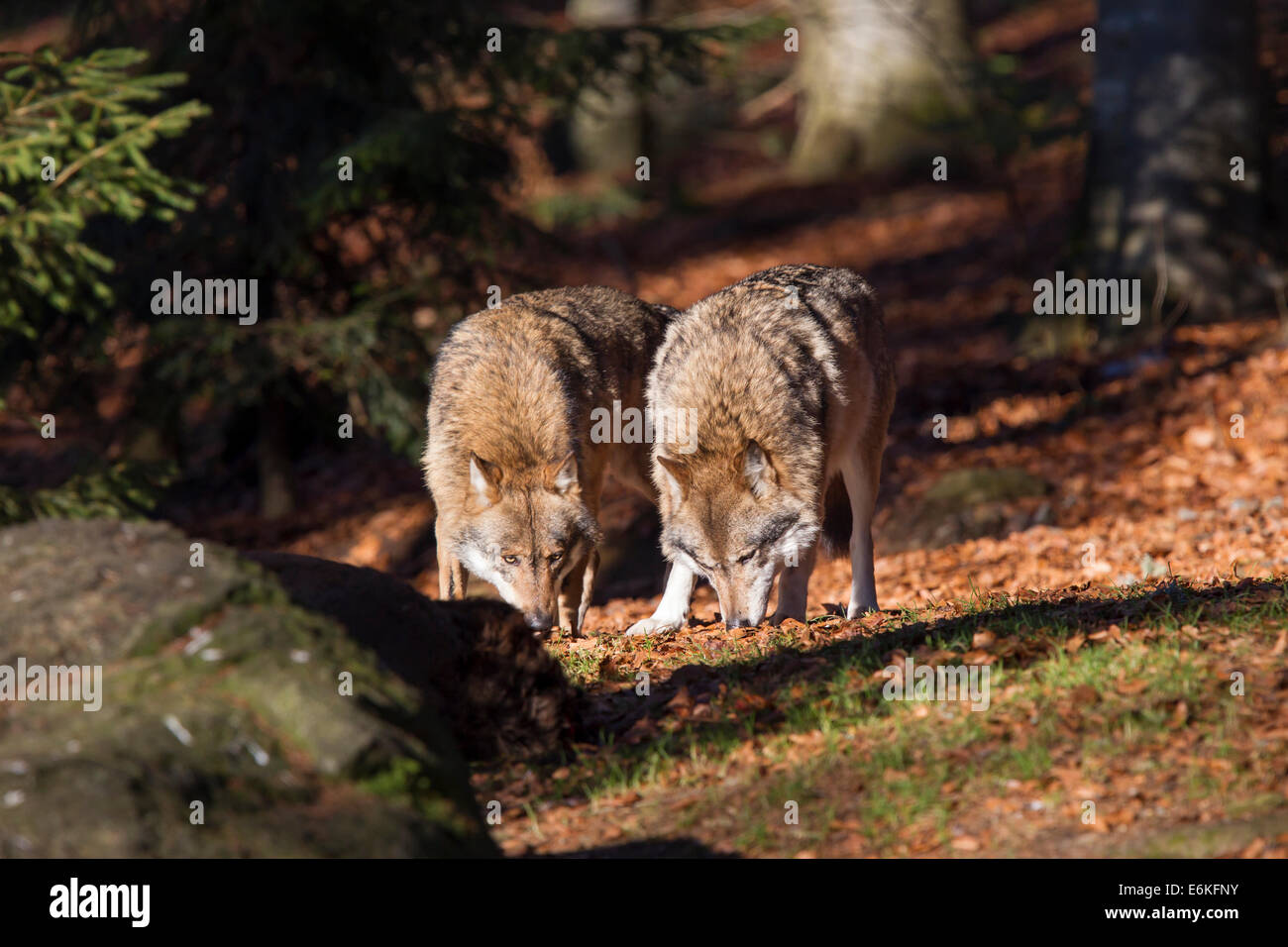 Canis Lupus Wolf grauen Wolf gefressen Beutetier Stockfoto