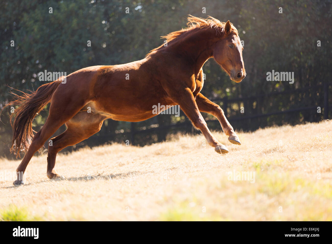 schönes Pferd laufen auf dem Feld Stockfoto