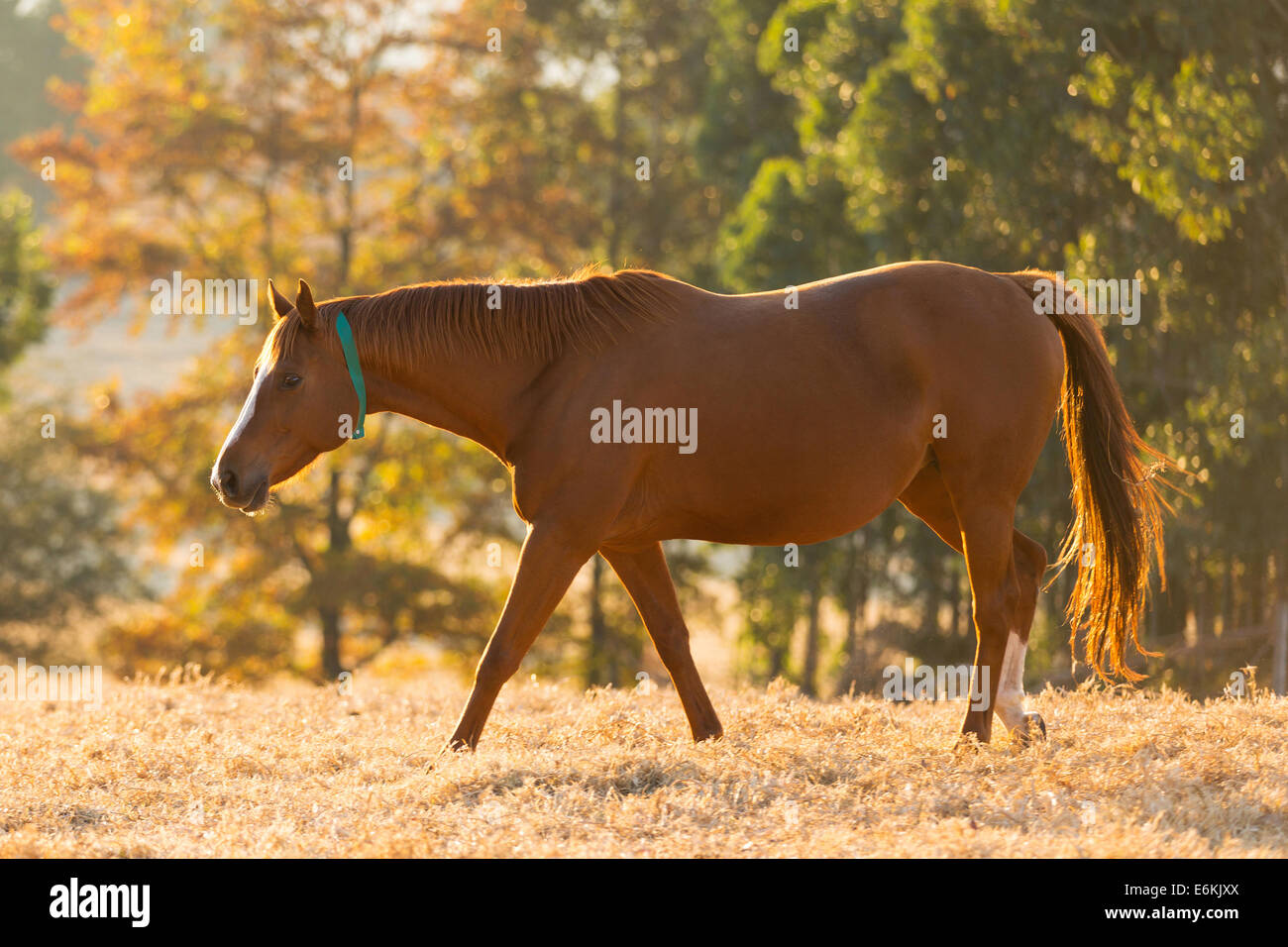 schönes Pferd im Feld Herbst Stockfoto