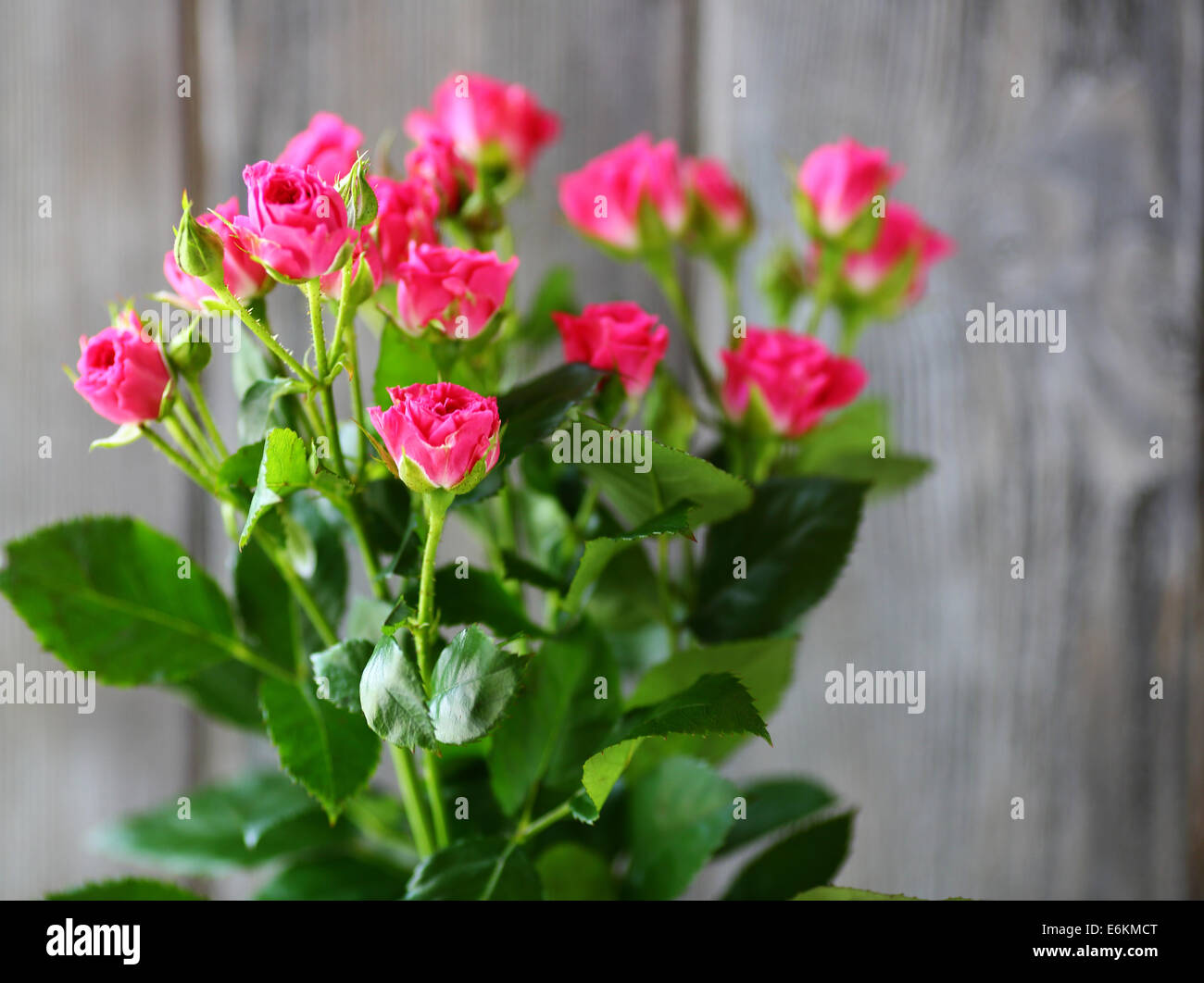 kleine Rosen an den Zweigen, Blumen Stockfoto