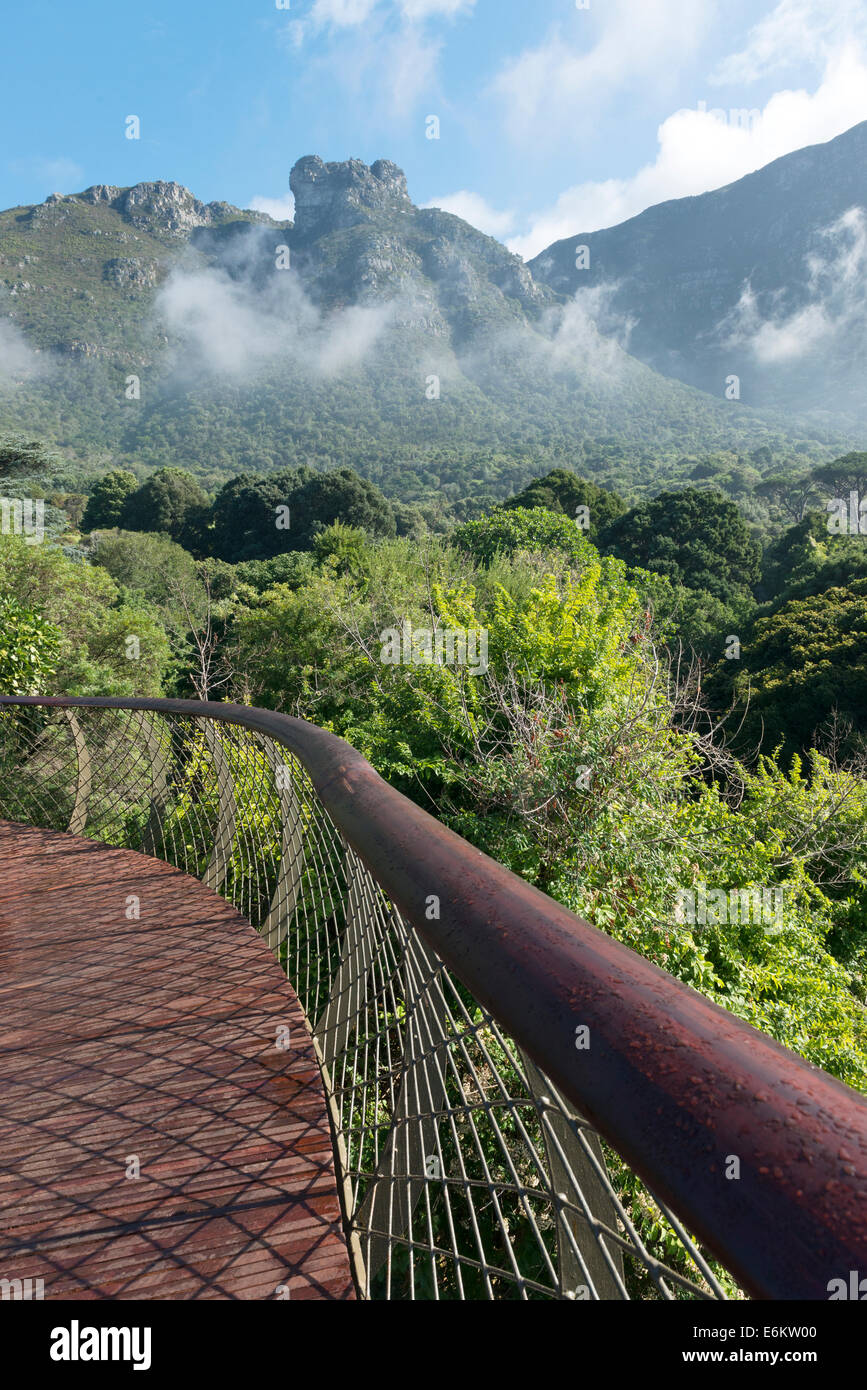 Cape Town Kirstenbosch Gärten Centenary Baum Canopy Walkway eröffnet im Mai 2014 feiern 100 Jahre der Gärten Stockfoto