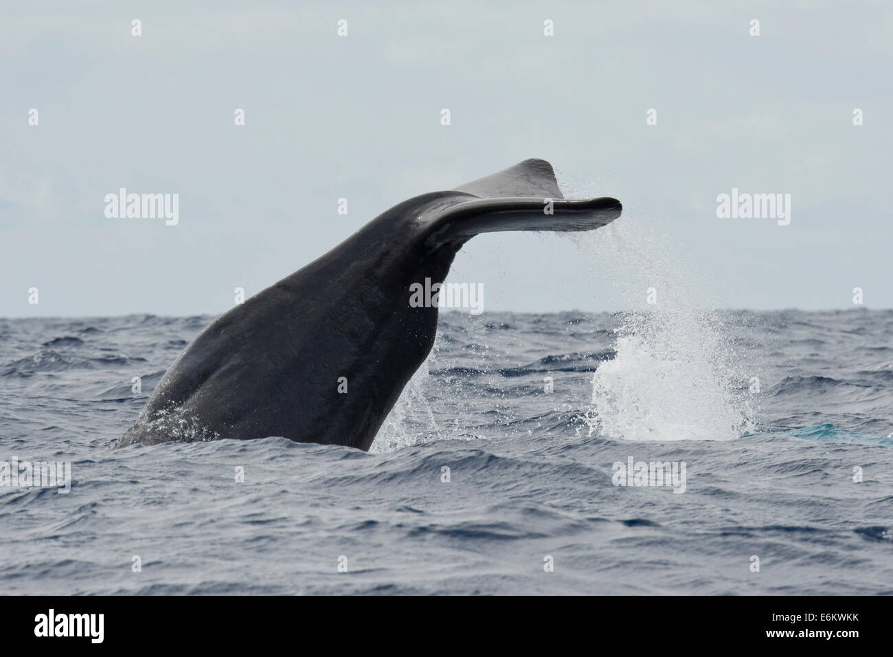 Pottwal, Physeter Macrocephalus, BVG-Tailing an der Oberfläche. Azoren, Atlantik. Stockfoto