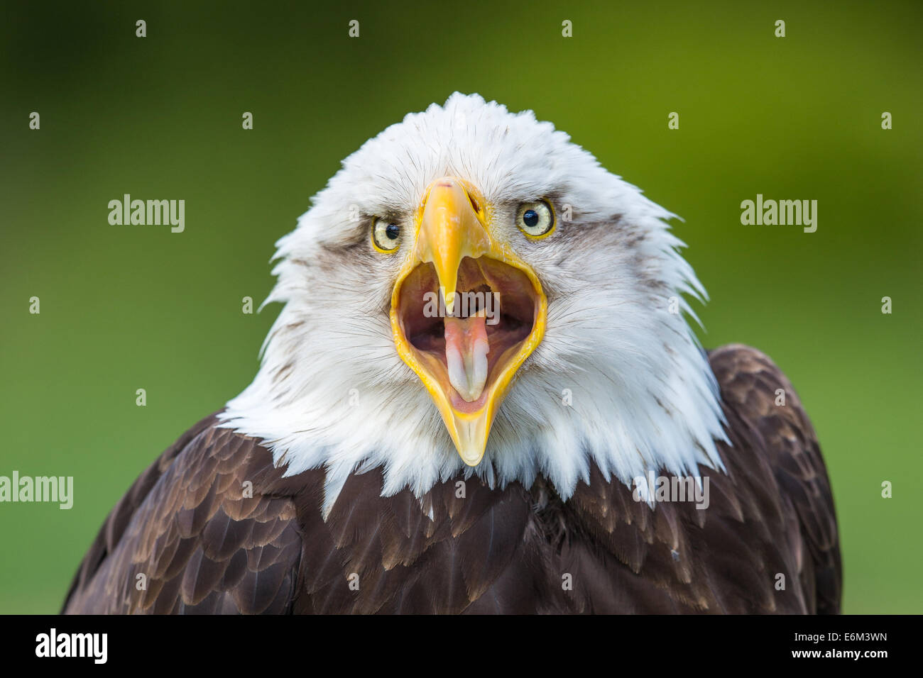 Porträt eines Erwachsenen kahlen Adlers (Haliaeetus Leucocephalus) aufrufen Stockfoto