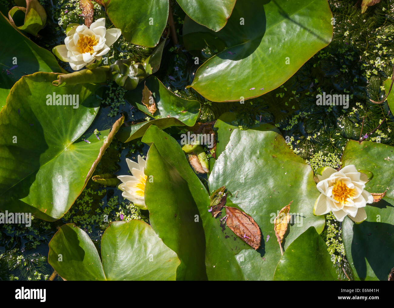 Seerosenteich mit Lotusblumen blühen Stockfoto