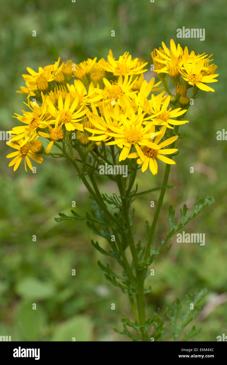 Gemeinsamen Kreuzkraut (Senecio Jacobaea), in Bovey Valley Woods, Devon. Stockfoto