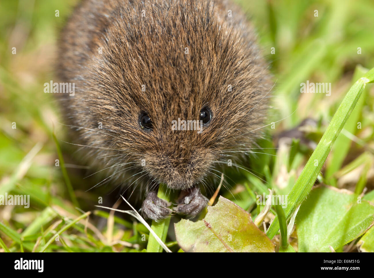 Junge Feld Wühlmaus Microtus Agrestis Fütterung auf Grass Stiele UK Stockfoto