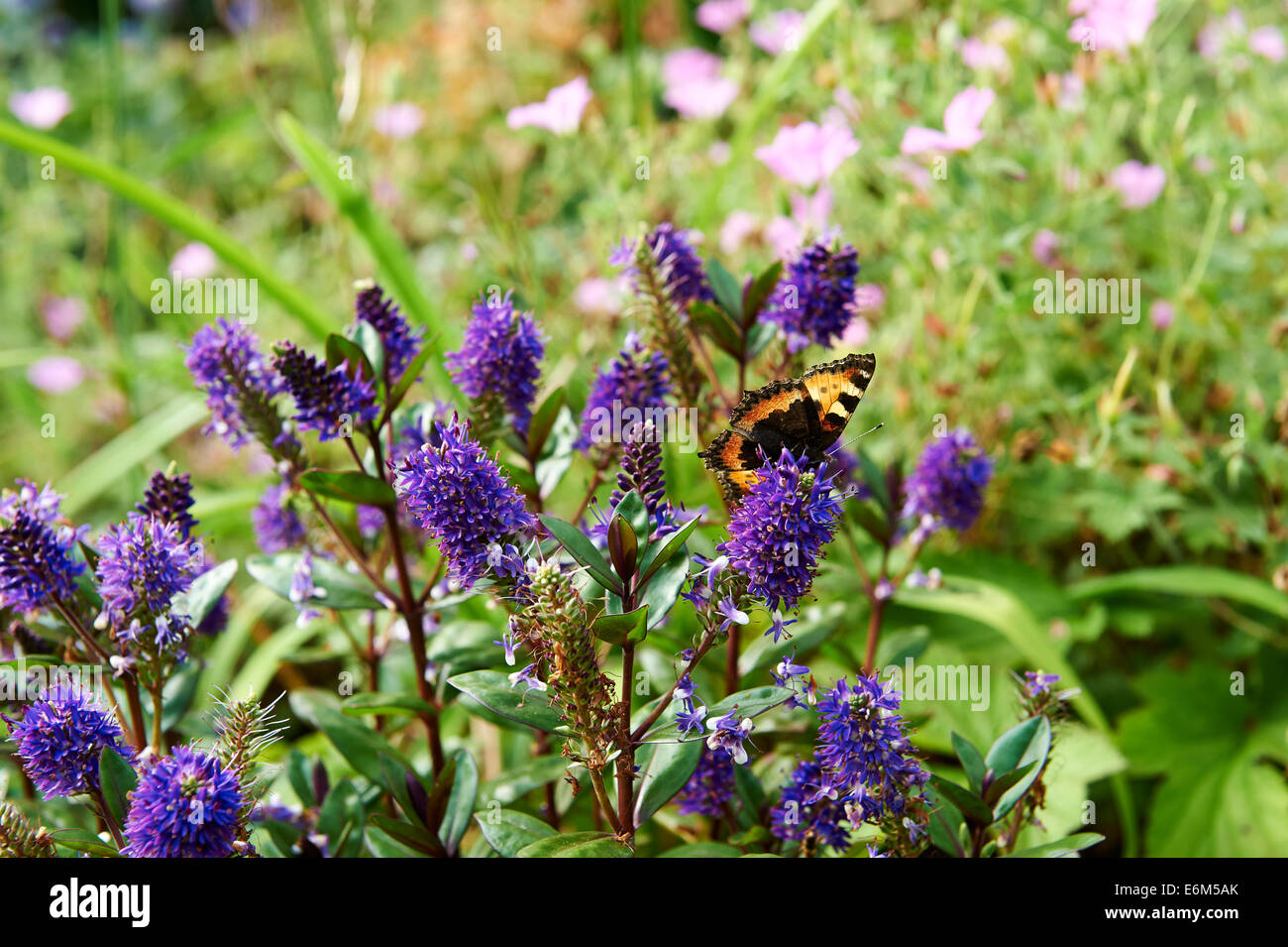 Sommer Gartenblumen, Hebe, Geranium Cinereum mit kleinen Schildpatt