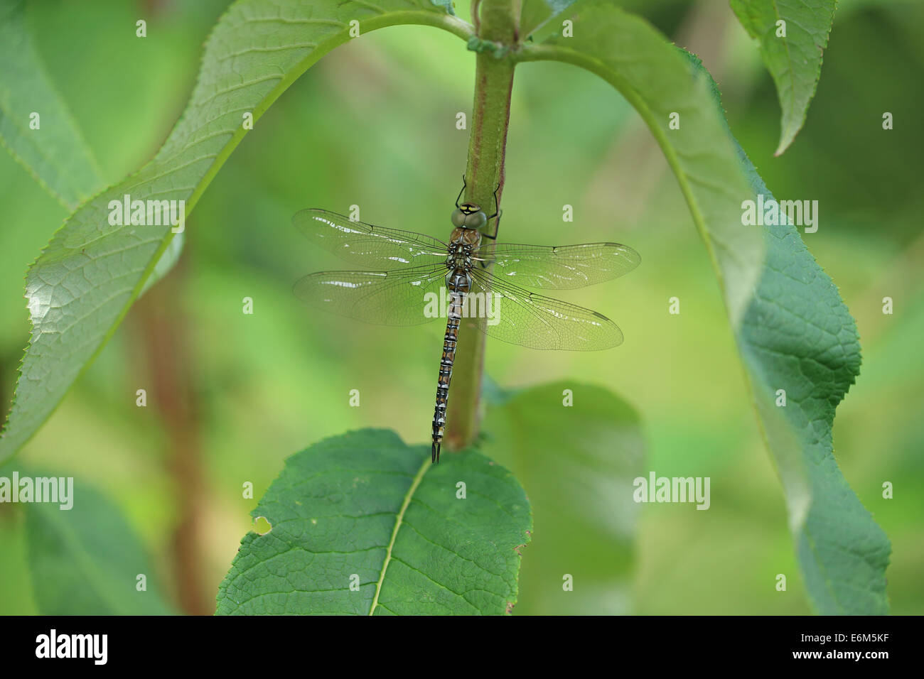 Migrationshintergrund Hawker (Aeshna Mixta) Stockfoto