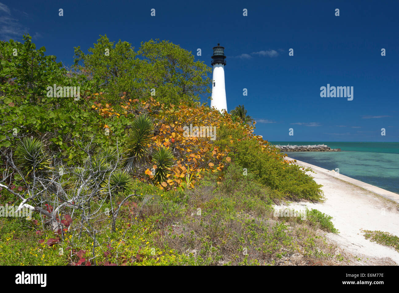 MEER TRAUBE LEUCHTTURM CAPE FLORIDA STATE PARK KEY BISCAYNE MIAMI FLORIDA USA Stockfoto