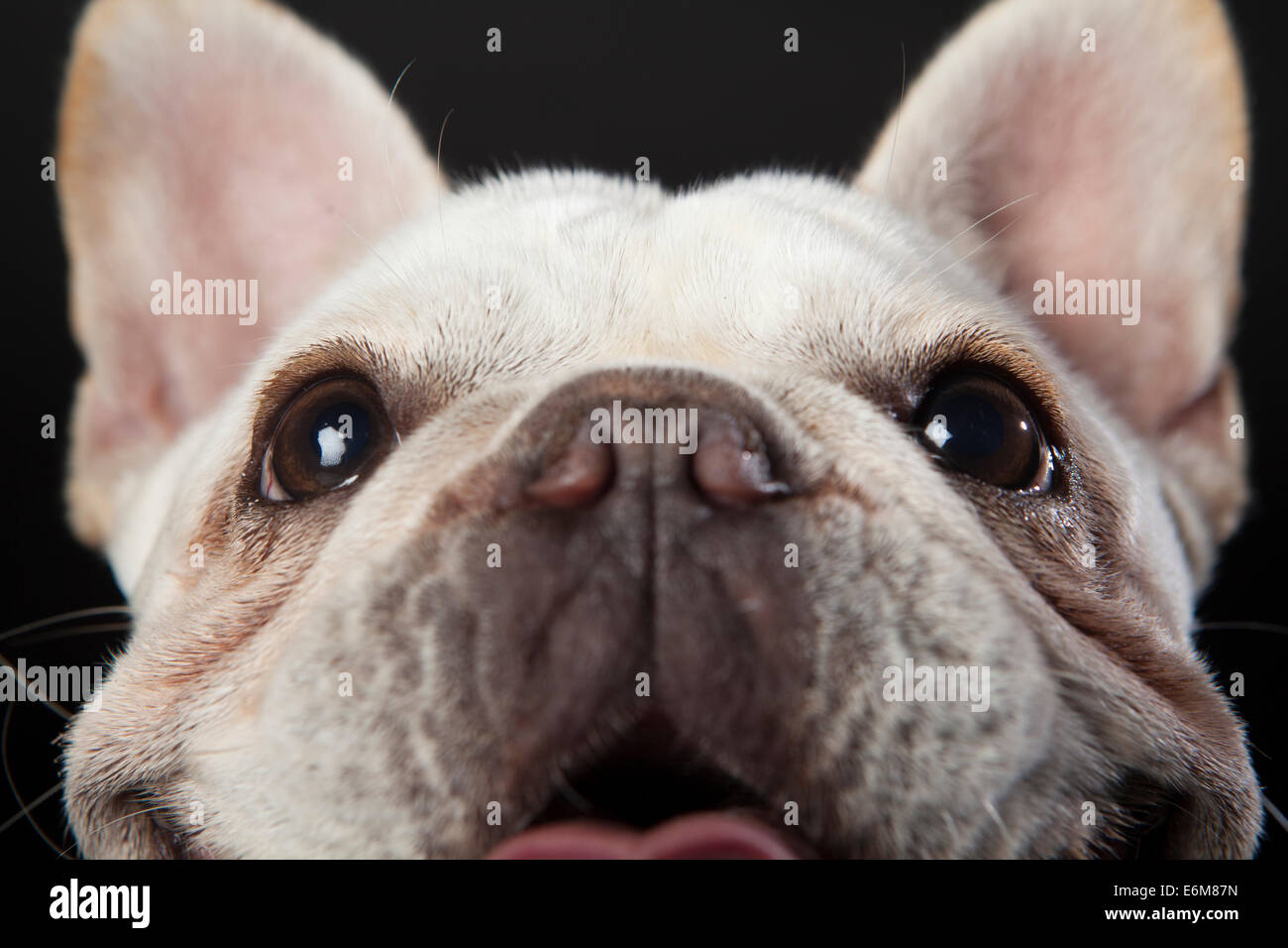 Nahaufnahme einer spielerischen weiße französische Bulldogge auf einem schwarzen Hintergrund. Stockfoto