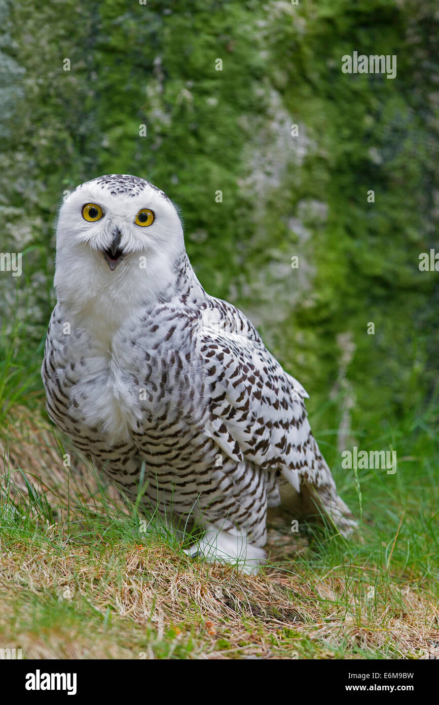 Schnee-Eule (Bubo Scandiacus / Nyctea Scandiaca) Portrait von weiblich Stockfoto