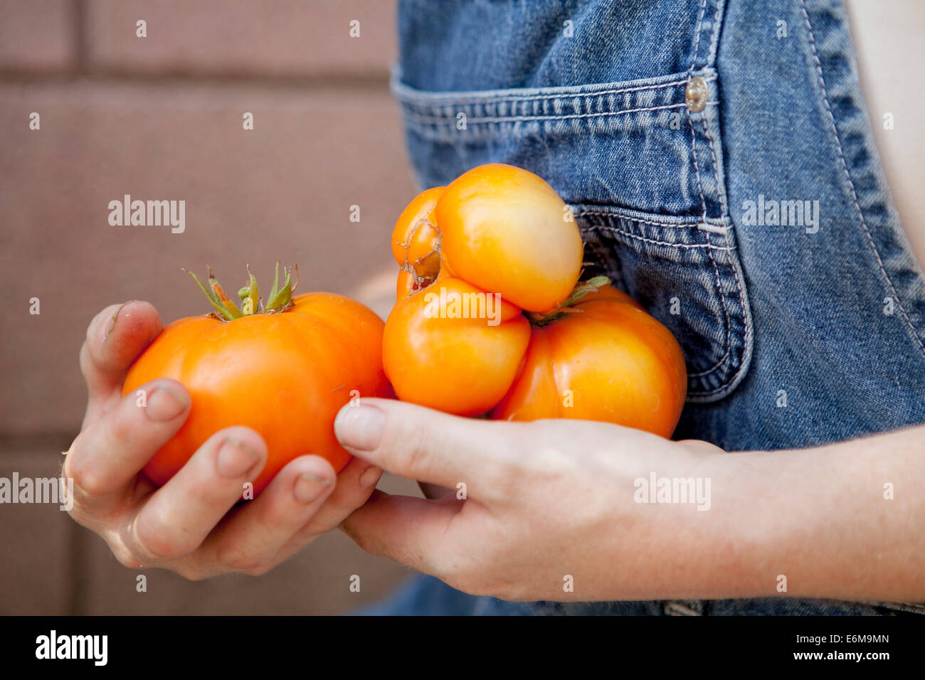 Nahaufnahme der Frau mit Tomaten Stockfoto