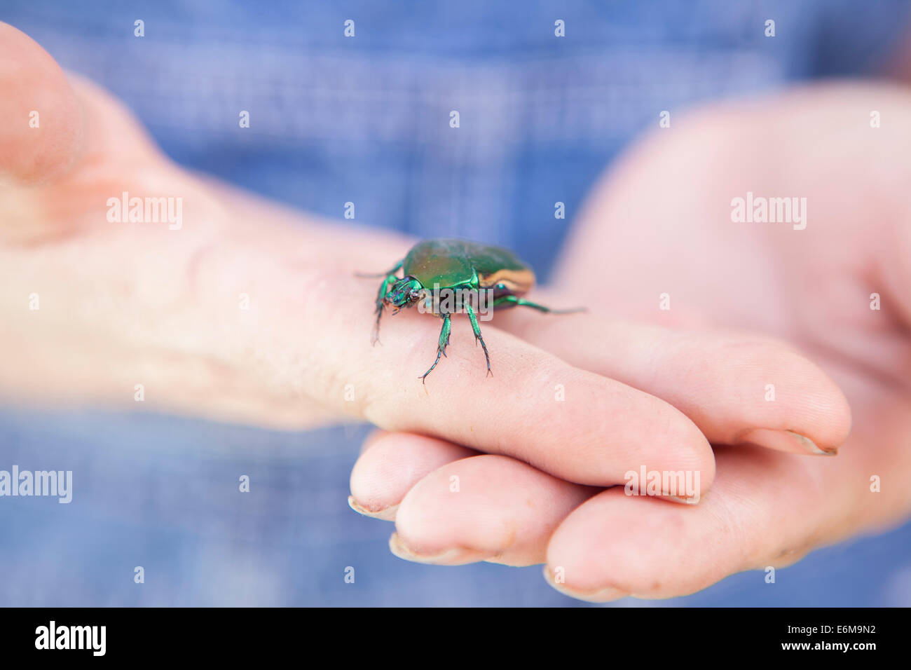 Nahaufnahme der Frau mit Käfer auf Händen Stockfoto