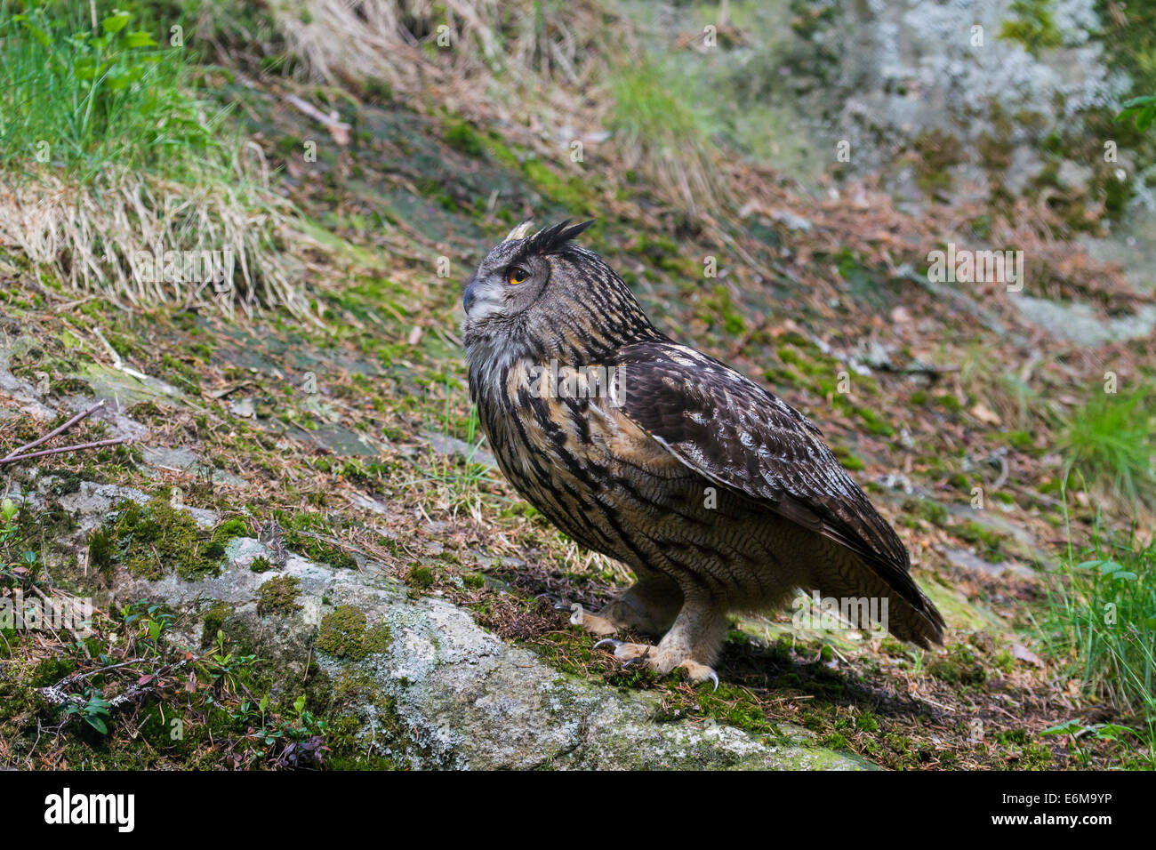 Eurasische Adler-Eule / Europäische Uhu (Bubo Bubo) Porträt Stockfoto