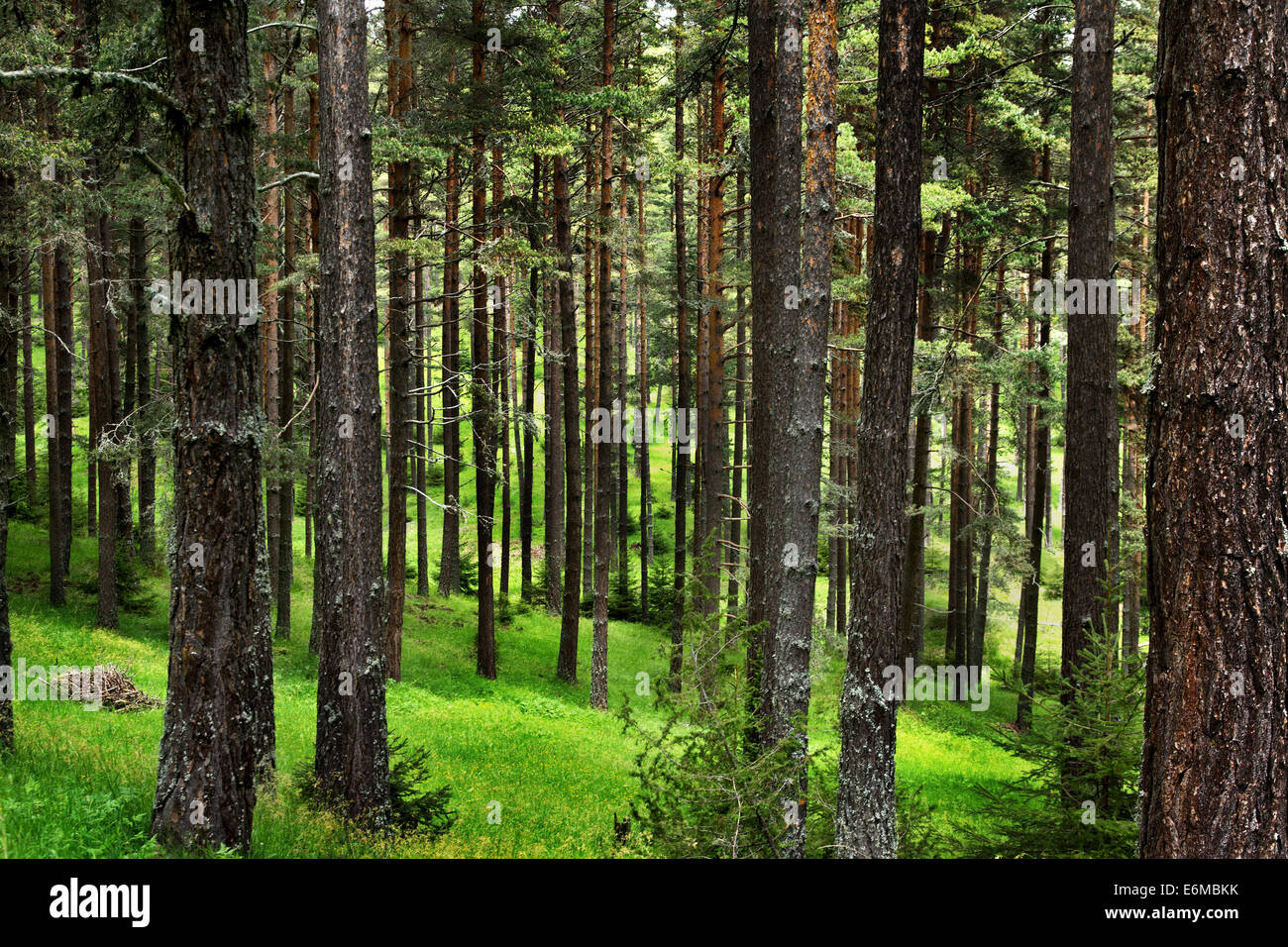 Pinienwald in Rodopi-Gebirge befindet sich in Bulgarien Stockfoto