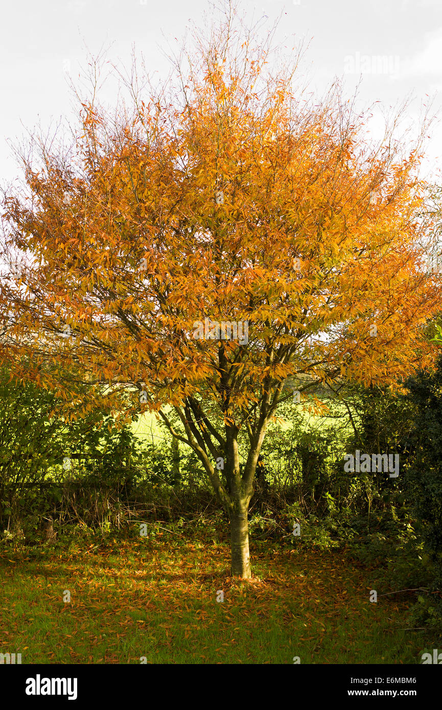 Schnitt-blätterte Buche im Herbst UK Stockfoto