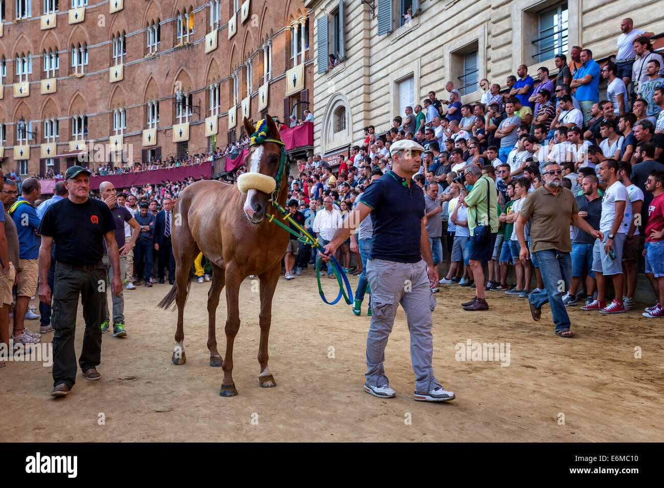 Vor der Palio di Siena präsentieren wir die Pferde die Zuschauer und Fans, Piazza del Campo, Siena, Toskana, Italien Stockfoto