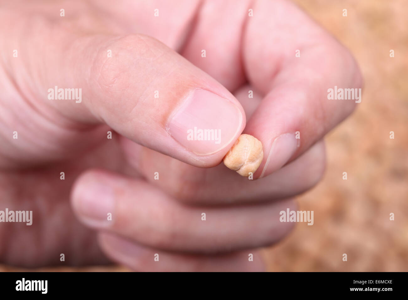 Kichererbsen in den Fingern oben Kichererbsen-Hintergrund. Hintergrund unscharf. Close-up. Stockfoto
