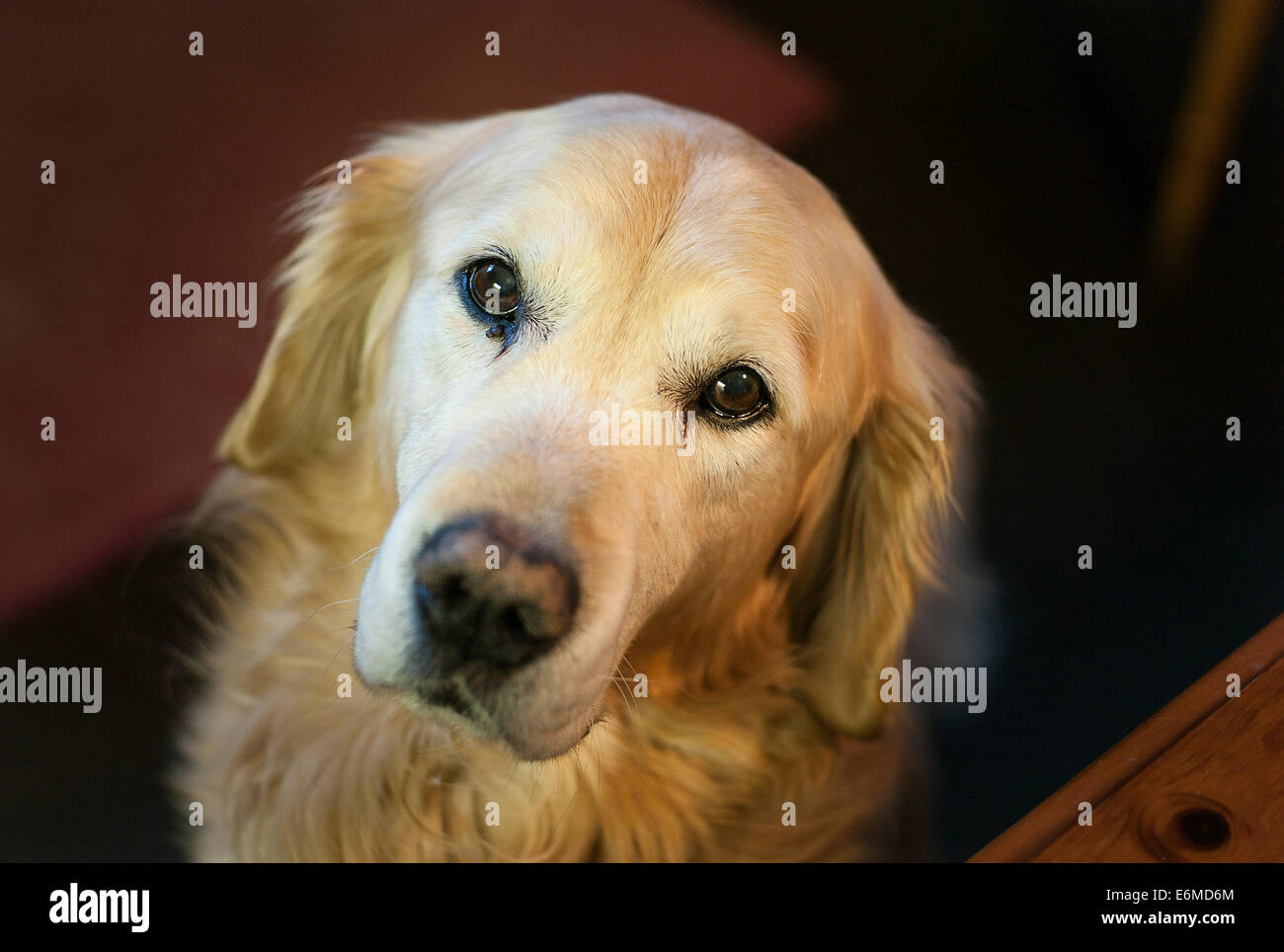 Golden Retriever Hund aufmerksam drauf Stockfoto