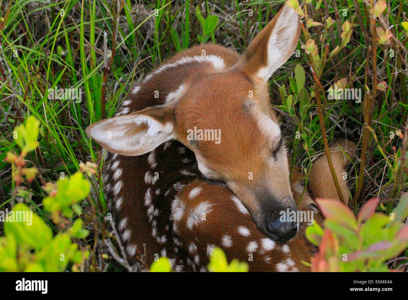White Tail Fawn im Nest, Shenandoah-Nationalpark, Virginia, USA Stockfoto