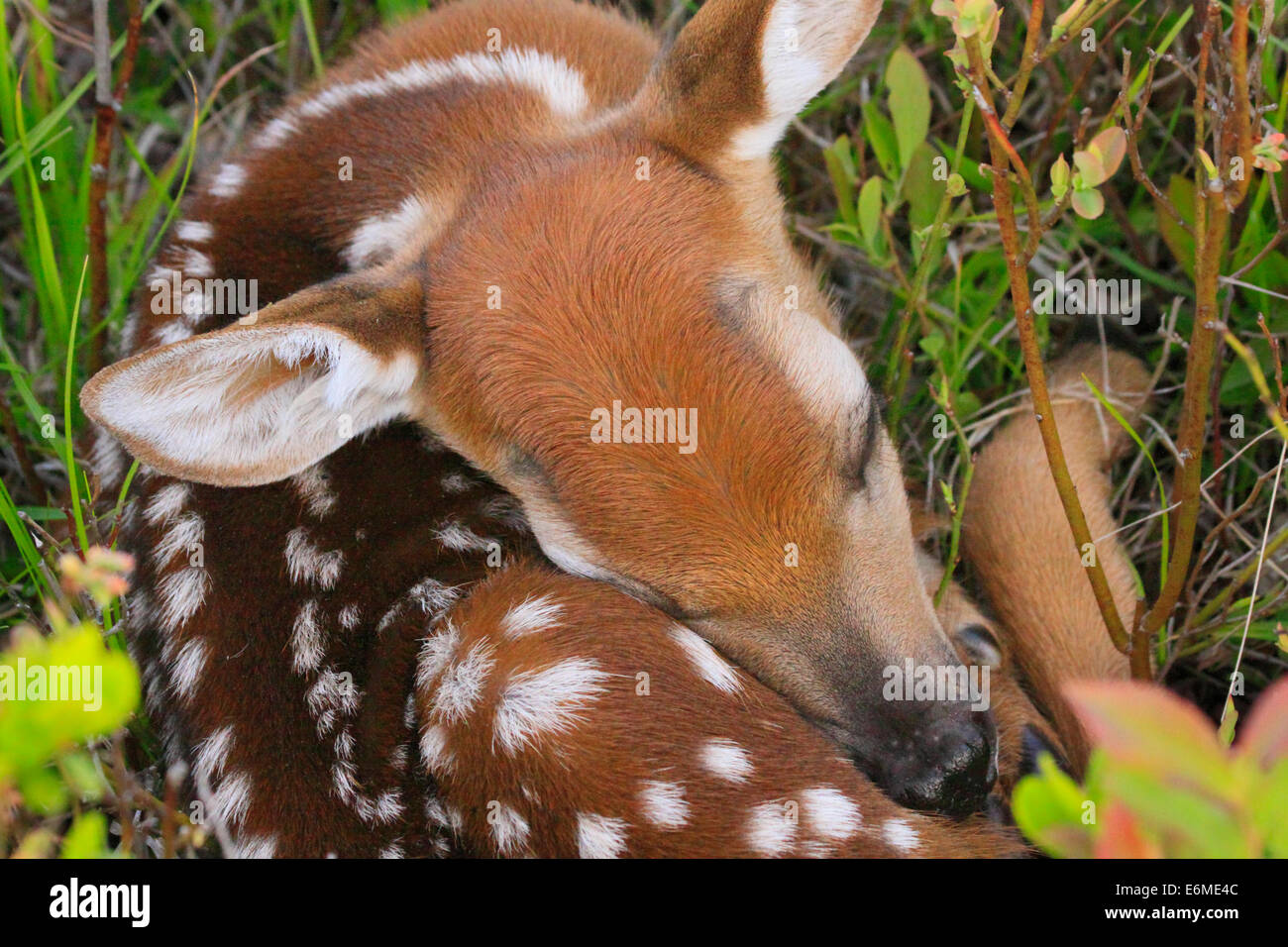 White Tail Fawn im Nest, Shenandoah-Nationalpark, Virginia, USA Stockfoto