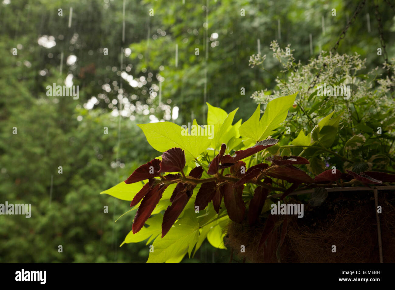 Nahaufnahme von Pflanzen in einem hängenden Korb an einem regnerischen Frühlingstag. Stockfoto
