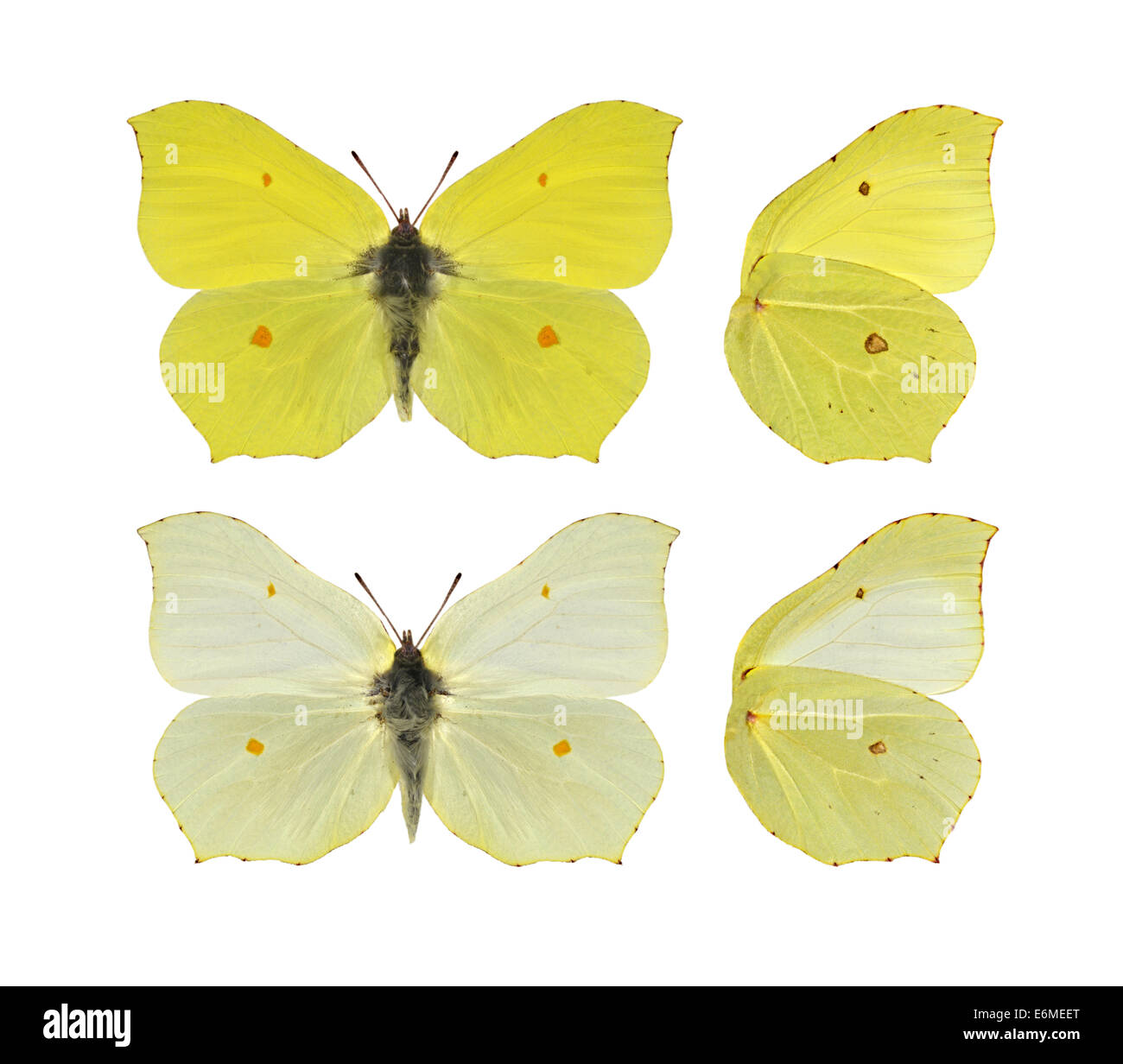 Zitronenfalter - Gonepteryx Rhamni. Männchen (oben) - Weibchen (unten). Stockfoto