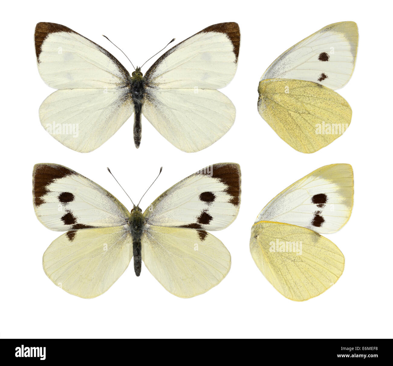 Große weiße - Pieris Brassicae. Männchen (oben) - Weibchen (unten). Stockfoto