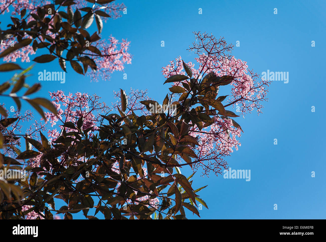 Blüte Sambucus im Frühsommer Stockfoto
