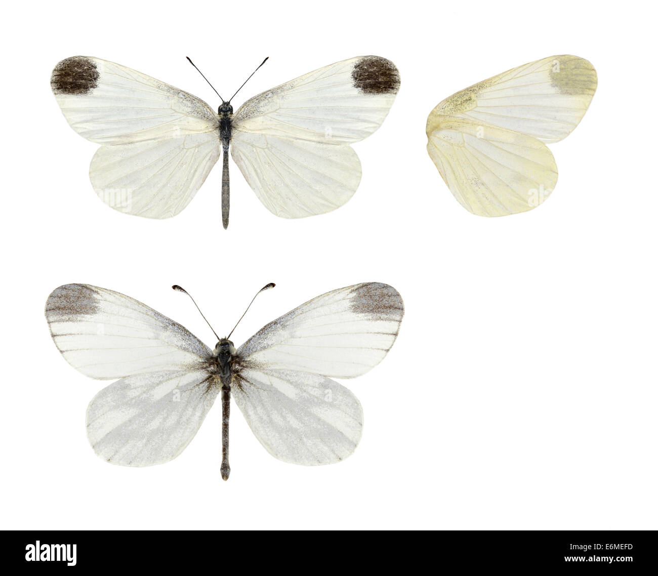 Kryptische Holz weiß - Leptidea Juvernica. Männchen (oben) - Weibchen (unten). Stockfoto