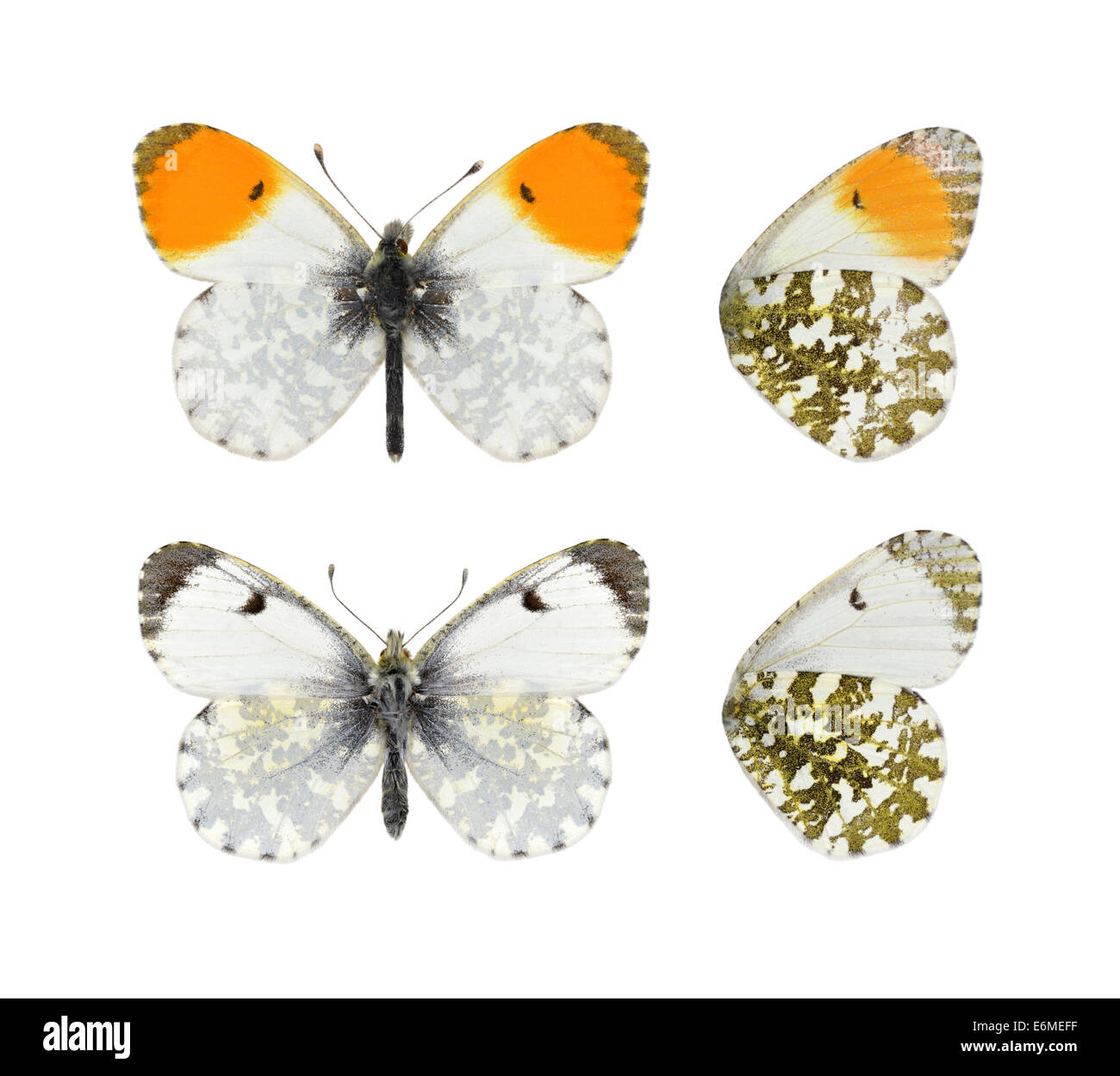 Orange-Tip - Anthocharis Cardamines. Männchen (oben) - Weibchen (unten). Stockfoto