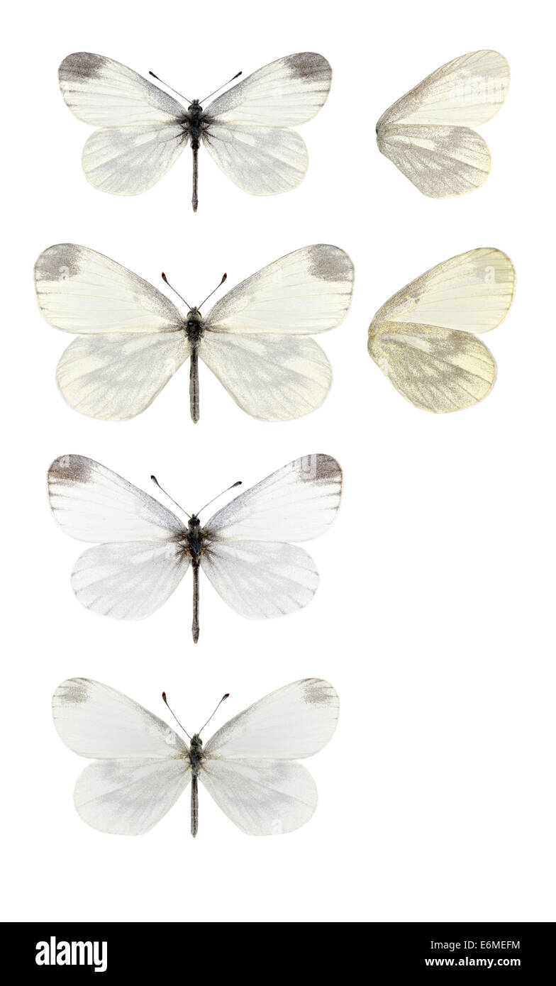 Holz-weiß - Leptidea Sinapis. Männlich weiblich 1. Generation der 1. Generation (oben) - (zweite unten) - männlich 2. Generation (dritte nach unten Stockfoto