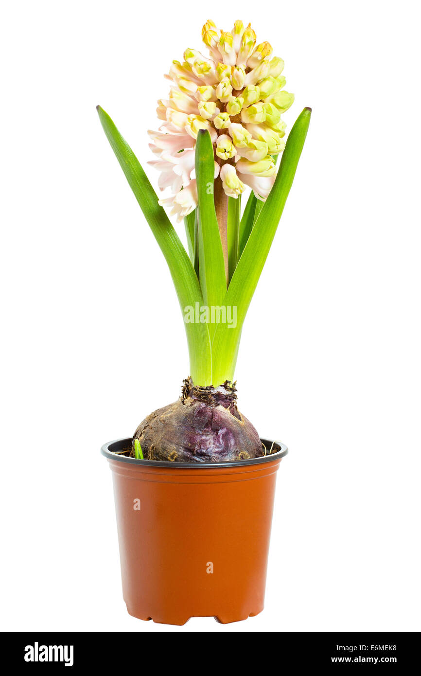 Hyazinthe im Blumentopf Stockfoto