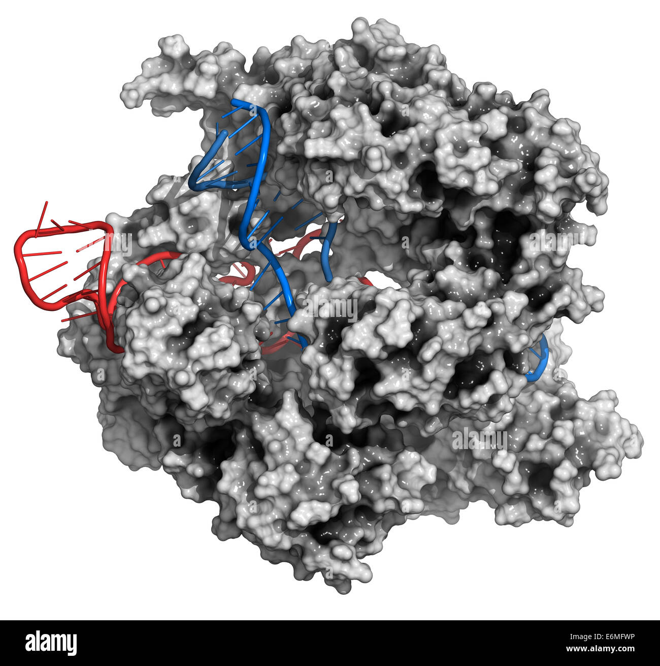Bearbeitung komplexer von Streptococcus Pyogenes CRISPR-CAS9-gen. Das Cas9-Nuklease-Protein verwendet einen Guide RNA-Sequenz DNA schneiden. Stockfoto