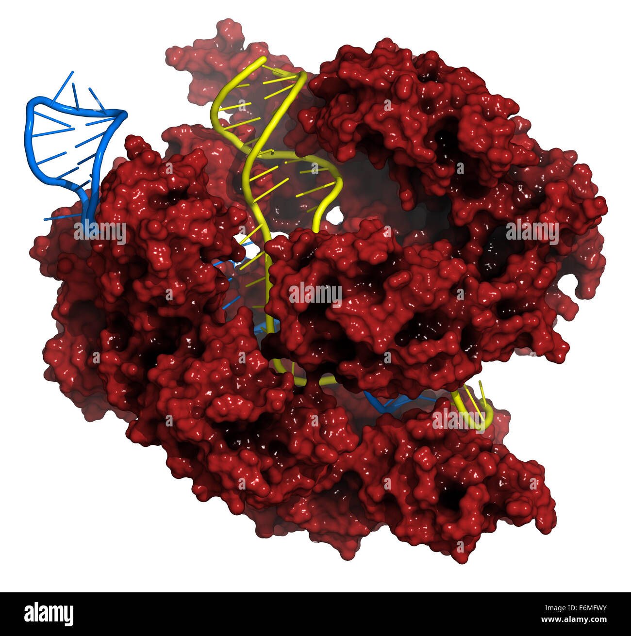 Bearbeitung komplexer von Streptococcus Pyogenes CRISPR-CAS9-gen. Das Cas9-Nuklease-Protein verwendet einen Guide RNA-Sequenz DNA schneiden. Stockfoto
