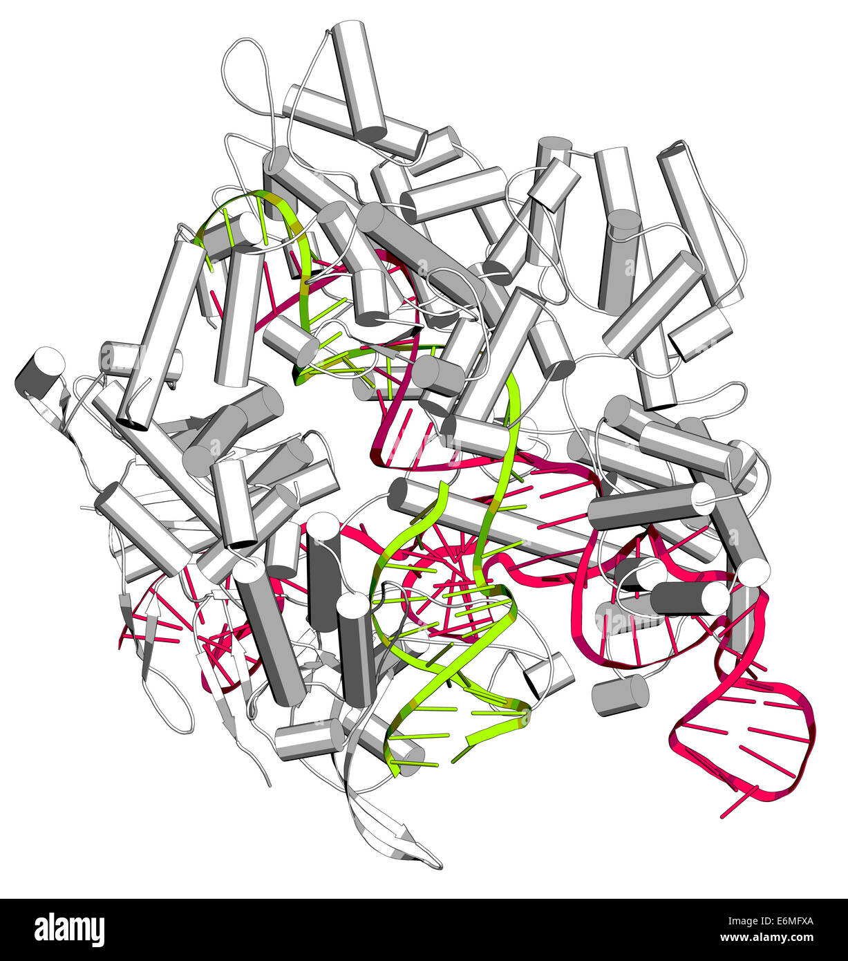 Bearbeitung komplexer von Streptococcus Pyogenes CRISPR-CAS9-gen. Das Cas9-Nuklease-Protein verwendet einen Guide RNA-Sequenz DNA schneiden. Stockfoto