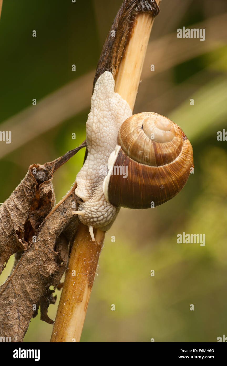 Roman oder Burgund essbare Schnecke kriecht Schiebetüren oben und unten ein Umbifera Stamm Bärenklau, die abgeklungen Stockfoto