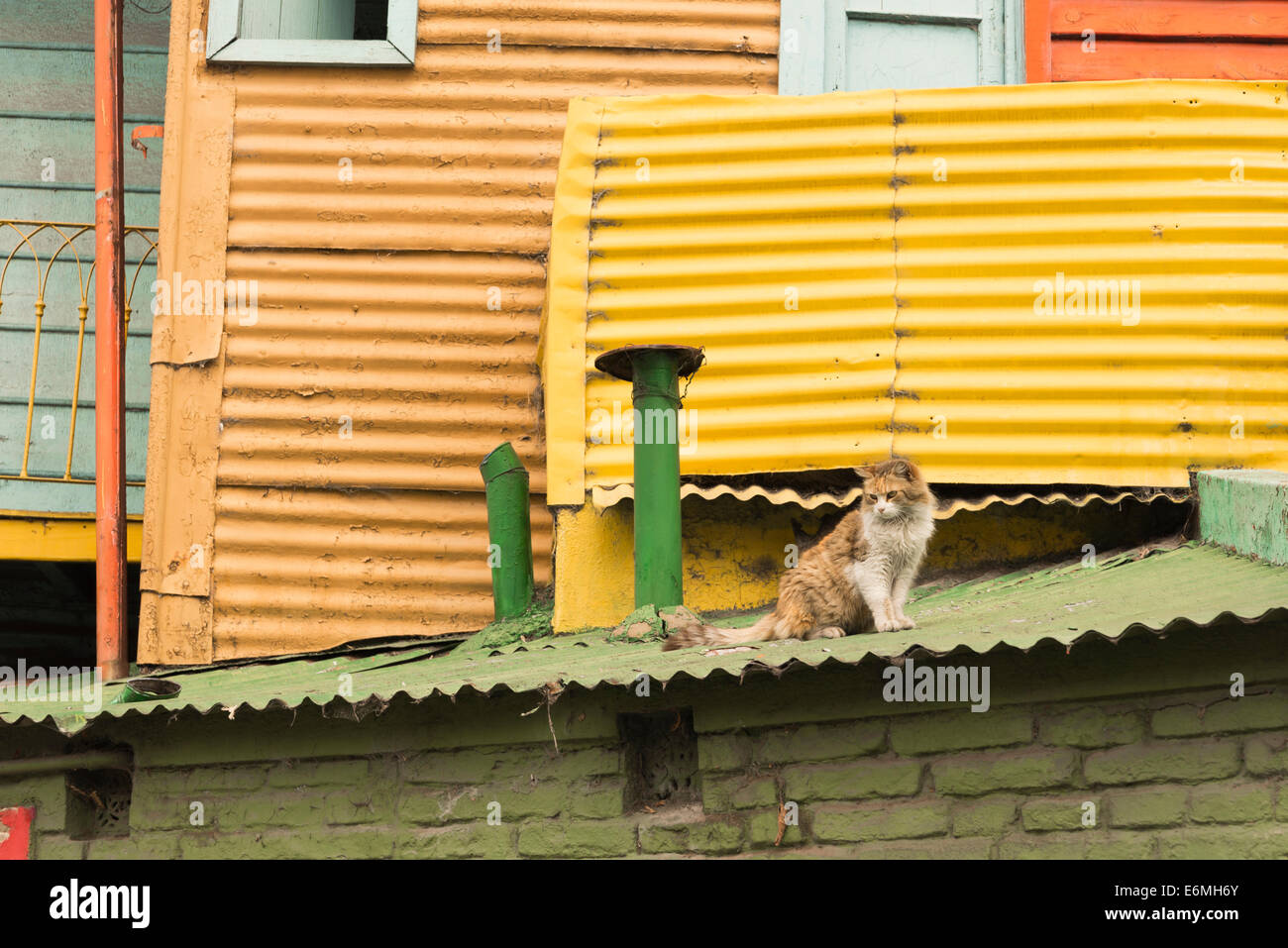 Eine zerzauste Katze sitzt auf dem Dach eines historischen Mietshauses gemacht aus Wellblech und Holz in La Boca Stockfoto